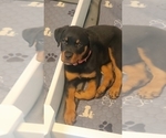 Small #2 Rottweiler
