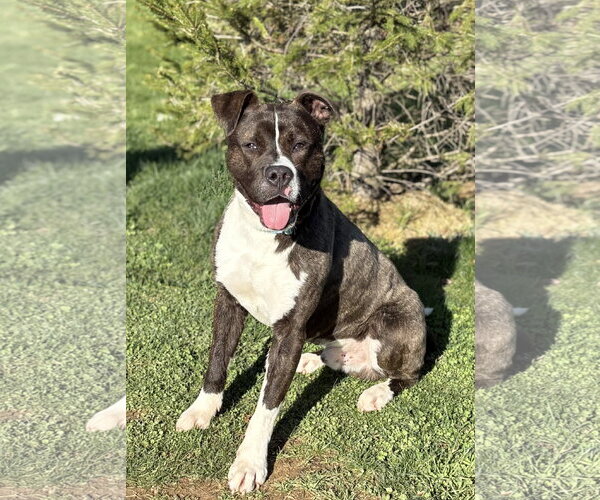 Medium Photo #3 American Pit Bull Terrier-Unknown Mix Puppy For Sale in Spring Lake, NJ, USA