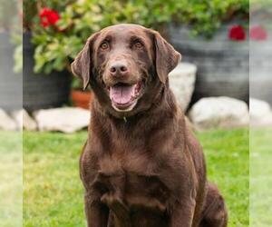 CHIP - Male Labrador Retriever Dog for Adoption - Photo #2