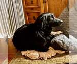 Small #3 Border Collie Mix
