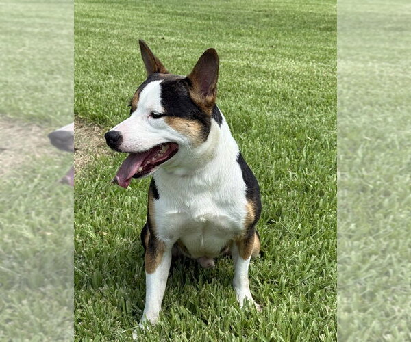 Medium Photo #2 Mutt Puppy For Sale in San Leon, TX, USA