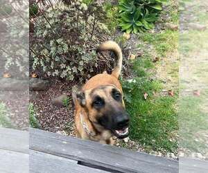 Jasper FKA Duncan located in California - Male German Shepherd Dog-Unknown Mix Dog for Adoption - Photo #4