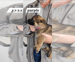 Small Photo #2 German Shepherd Dog Puppy For Sale in VIRGINIA BEACH, VA, USA