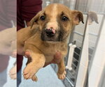 Small #1 Mutt