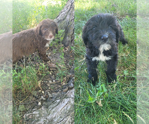 F2 Aussiedoodle-Goldendoodle Mix Puppy for Sale in WARREN, Michigan USA