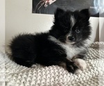 Puppy Puppy 2 Junior Pomeranian