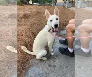 GURU - Male German Shepherd Dog-Unknown Mix Dog for Adoption - Photo #4