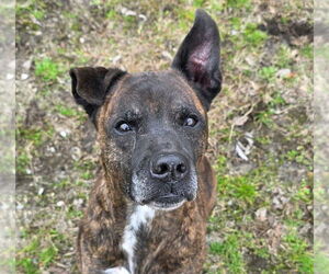 Mountain Cur-Unknown Mix Dogs for adoption in Anniston, AL, USA