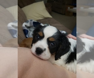 Cavalier King Charles Spaniel Puppy for sale in SHILOH, OH, USA