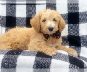 Labradoodle Puppy for sale in LAKELAND, FL, USA