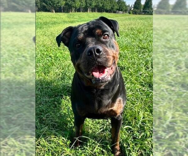 Medium Photo #3 Rottweiler Puppy For Sale in Derwood, MD, USA
