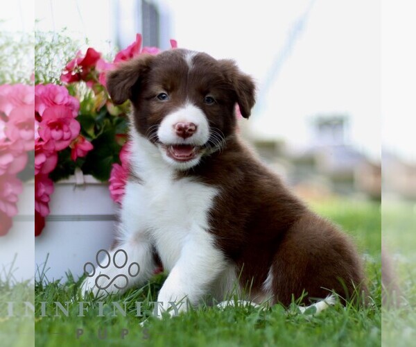 Medium Photo #3 Border Collie Puppy For Sale in QUARRYVILLE, PA, USA