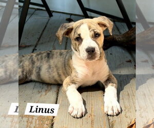 American Pit Bull Terrier-American Staffordshire Terrier Mix Dogs for adoption in Chester, VA, USA