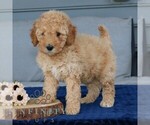 Small #2 Goldendoodle (Miniature)
