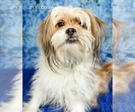 Small #2 Shih Tzu Mix
