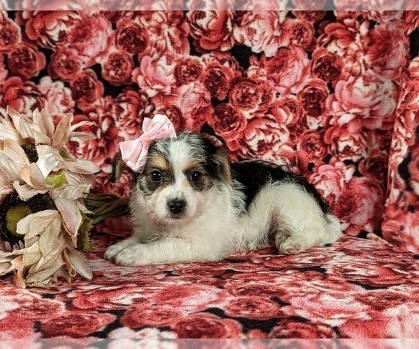 Medium Photo #4 Cavapoo Puppy For Sale in ATGLEN, PA, USA
