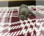 Small #1 Labrador Retriever