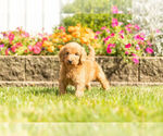 Small Photo #7 Goldendoodle Puppy For Sale in NAPPANEE, IN, USA