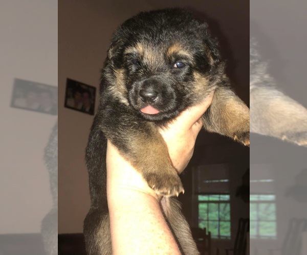 Medium Photo #1 German Shepherd Dog Puppy For Sale in NEWNAN, GA, USA