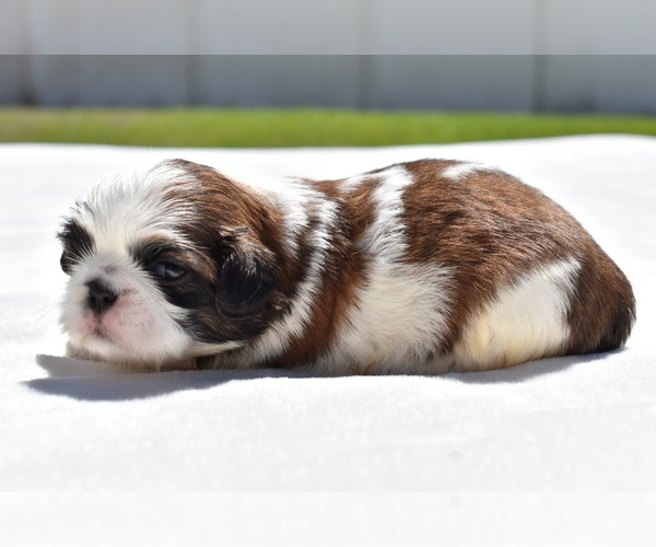 Medium Photo #4 Shih Tzu Puppy For Sale in PALM COAST, FL, USA