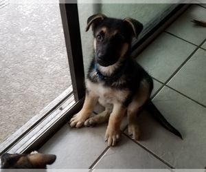 German Shepherd Dog Puppy for sale in NORTH PORT, FL, USA