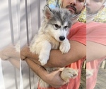 Small Photo #77 Siberian Husky Puppy For Sale in KANSAS CITY, MO, USA