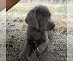 Small Photo #3 Labrador Retriever Puppy For Sale in COEUR D ALENE, ID, USA