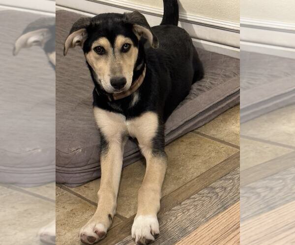 Medium Photo #8 Labrador Retriever-Siberian Husky Mix Puppy For Sale in MIDWAY, UT, USA