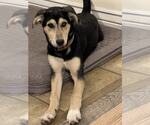 Small #7 Labrador Retriever-Siberian Husky Mix