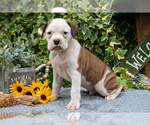 Puppy T Bone Boxer