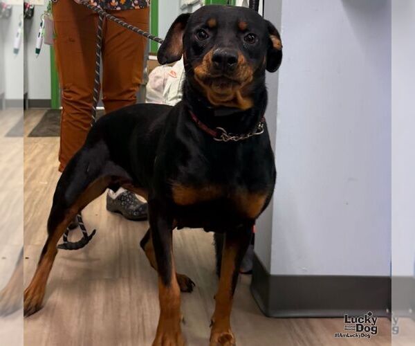 Medium Photo #2 Rottweiler-Unknown Mix Puppy For Sale in Washington, DC, USA