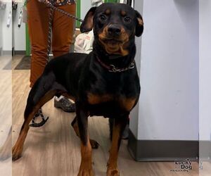 Dakota - Female Rottweiler-Unknown Mix Dog for Adoption - Photo #2
