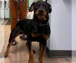 Small Photo #2 Rottweiler-Unknown Mix Puppy For Sale in Washington, DC, USA