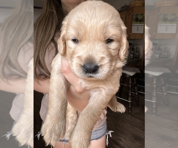 Medium Photo #5 Golden Retriever Puppy For Sale in WATERBURY, VT, USA