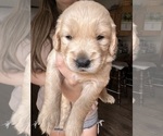 Small Photo #5 Golden Retriever Puppy For Sale in WATERBURY, VT, USA