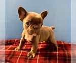 Small Photo #1 French Bulldog Puppy For Sale in ASHBURNHAM, MA, USA