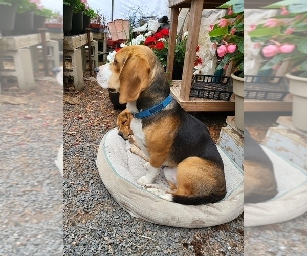 Medium Photo #1 Beagle Puppy For Sale in MONROEVILLE, NJ, USA