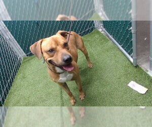 Mutt Dogs for adoption in Downey, CA, USA