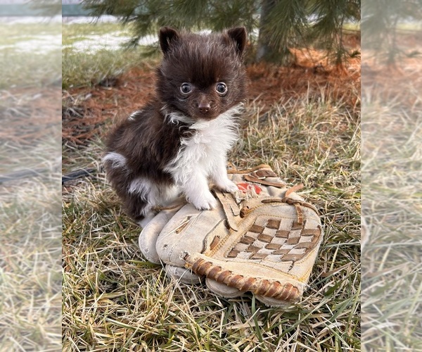 Medium Photo #2 Pomeranian Puppy For Sale in MIDDLEBURY, IN, USA
