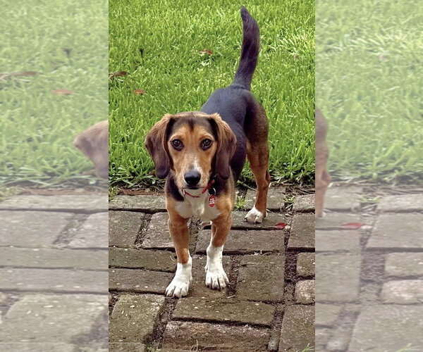 Medium Photo #2 Beagle Puppy For Sale in Dunnellon, FL, USA
