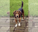 Small #1 Beagle