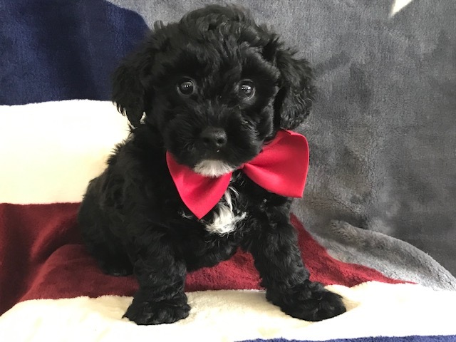 Medium Photo #8 Poochon Puppy For Sale in HONEY BROOK, PA, USA