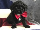 Small Photo #8 Poochon Puppy For Sale in HONEY BROOK, PA, USA