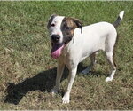 Small Photo #4 Pointer-Unknown Mix Puppy For Sale in Anniston, AL, USA
