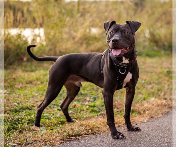 Medium Photo #7 American Staffordshire Terrier-Labrador Retriever Mix Puppy For Sale in Princeton, MN, USA