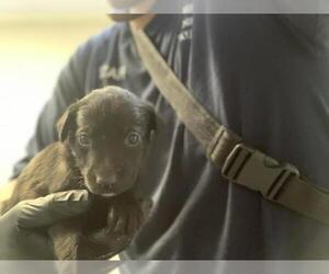 Border Collie-Unknown Mix Dogs for adoption in Visalia, CA, USA