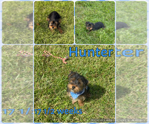 Yorkshire Terrier Puppy for sale in NACOGDOCHES, TX, USA