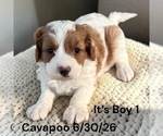 Small #13 Cavapoo (Miniature)