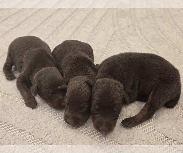 Medium Photo #3 Doberman Pinscher Puppy For Sale in MONROE, NC, USA