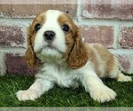 Small #13 Cavalier King Charles Spaniel